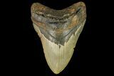 Fossil Megalodon Tooth - North Carolina #158206-1